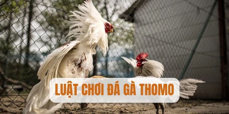 Luật chơi đá gà Thomo rất dễ hiểu mà bạn có thể nắm