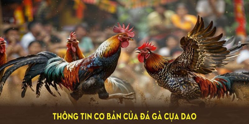 Hình thức thi đấu cựa dao được yêu thích