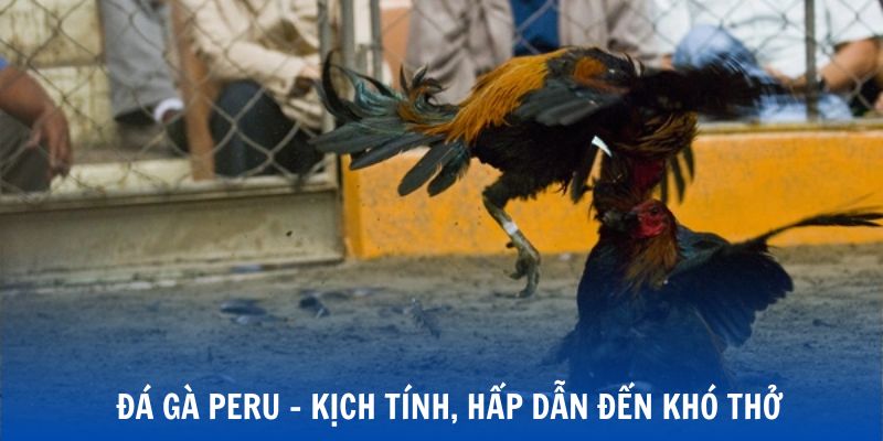 Siêu phẩm không thể chối từ của đá gà Peru